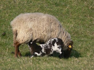 Schapen